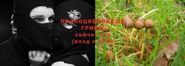 прущие грибы Дмитриев